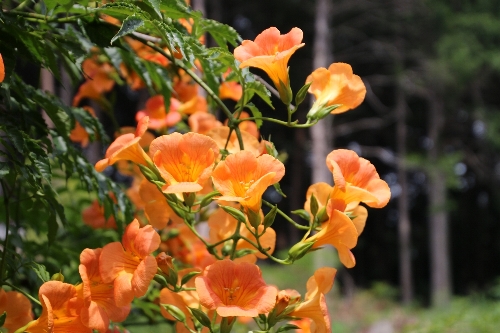 毛呂山の凌霄花