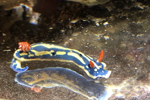 アオウミウシ