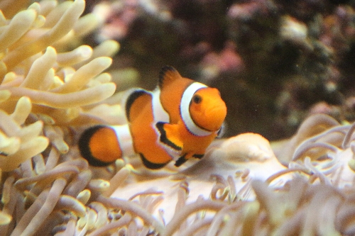 カクレクマノミ