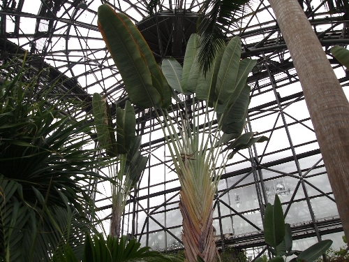 夢の島熱帯植物園にて
