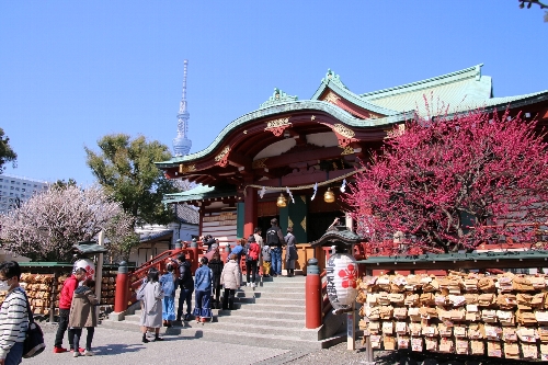 本殿の両脇には、向かって右が紅梅、左手が白梅の大きな木