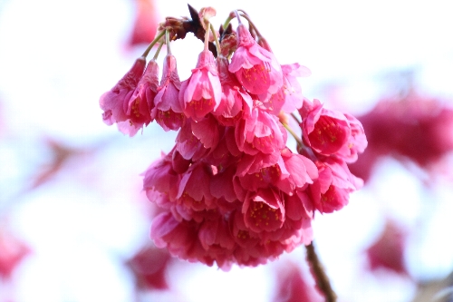 ピンク色が濃い寒緋桜