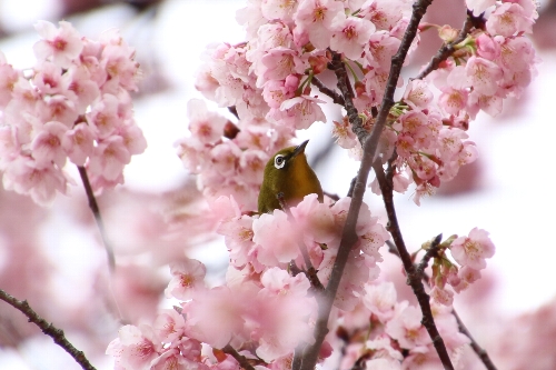 寒桜を啄むメジロ