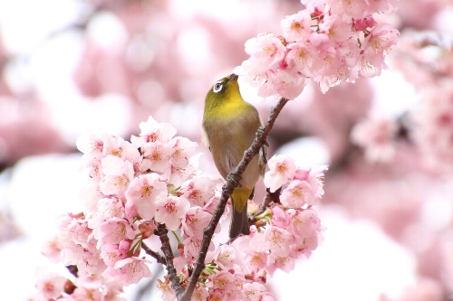 寒桜を啄むメジロ