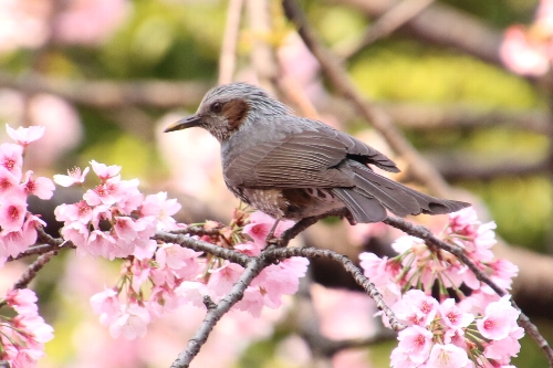 桜の木の上の方に、ヒヨドリがやってきた