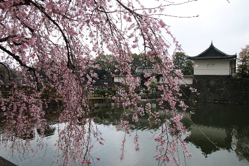 大手門の枝垂れ桜