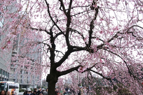 大手門の枝垂れ桜