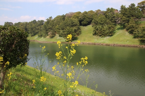 黄色い菜の花が少しだけ