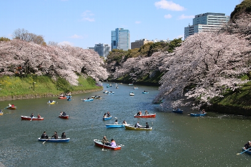 千鳥ヶ淵の桜
