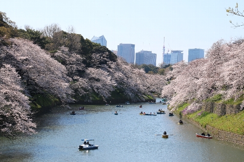 千鳥ヶ淵の桜