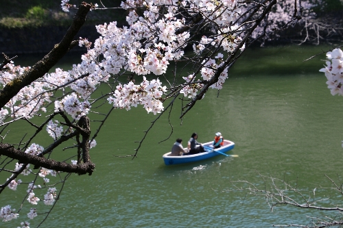 千鳥ヶ淵の桜