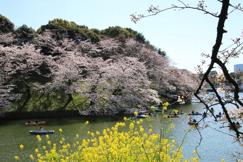 千鳥ヶ淵の桜