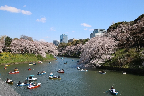 千鳥ヶ淵の桜
