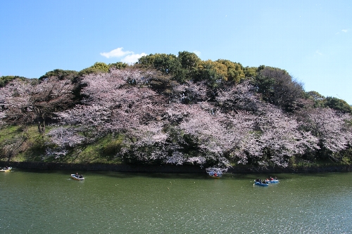 千鳥ヶ淵の桜