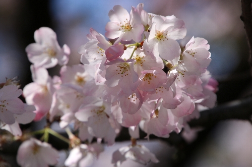 千鳥ヶ淵の桜