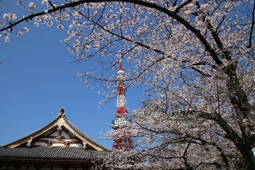 増上寺と東京タワーのとりあわせ