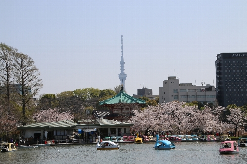 弁天堂の周りに桜
