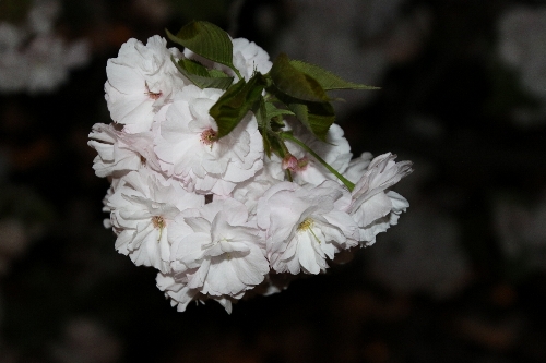 一葉(いちよう)