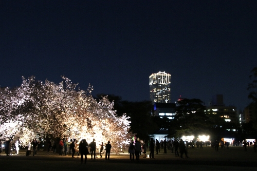 富久クロスコンフォートタワーとライトアップされた桜