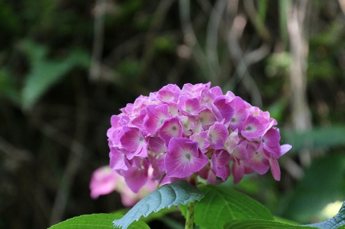 紫陽花