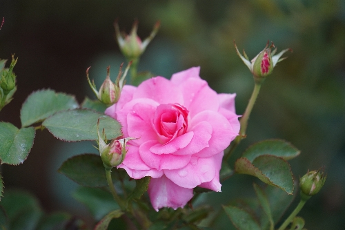 代々木公園の薔薇