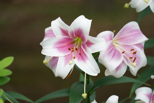 代々木公園の百合