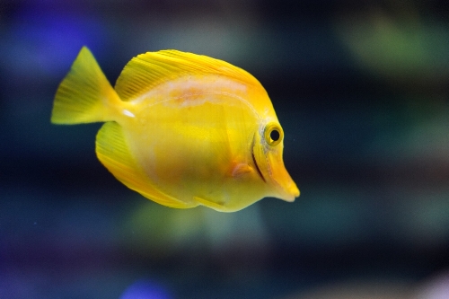 黄色い魚「キイロハギ」