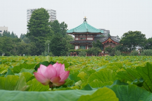 不忍池の弁天堂と手前の蓮の花