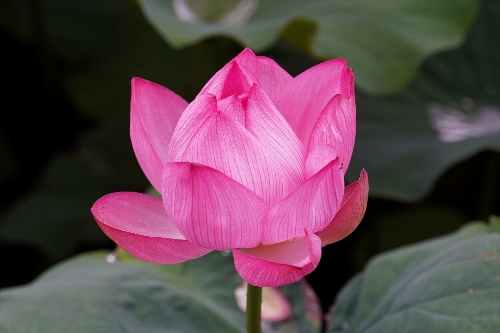 不忍池の蓮の花