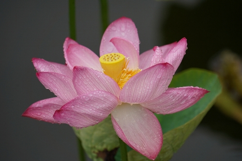 不忍池の蓮の花の雨の水滴