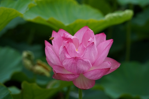 不忍池の蓮の花に向かっている蜂