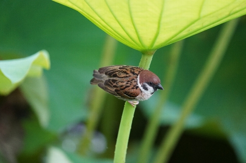 不忍池の蓮に隠れる雀