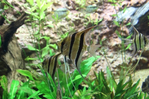 リバー・サファリ