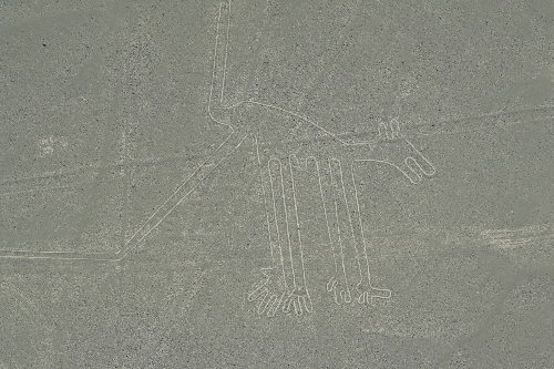 犬