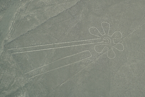 6花弁の花