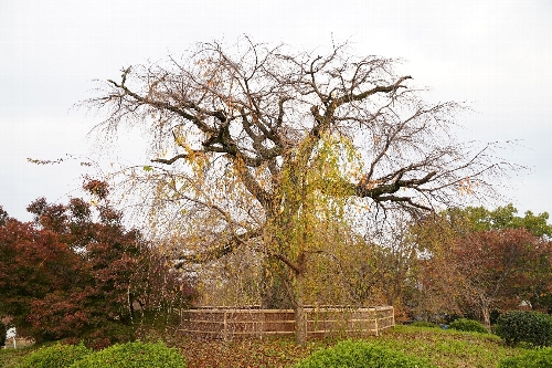 円山公園ひょうたん池