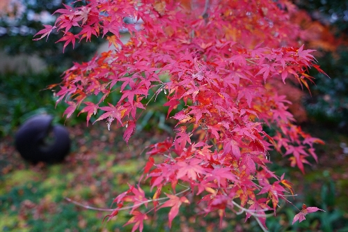 大原三千院