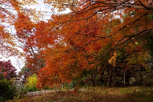 村雲御所瑞龍寺の紅葉