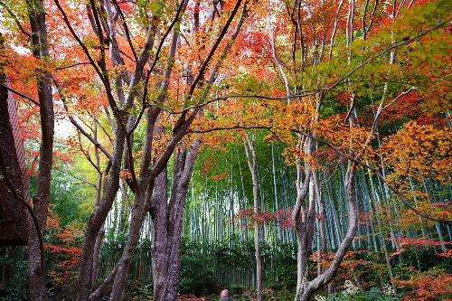 教 林 坊