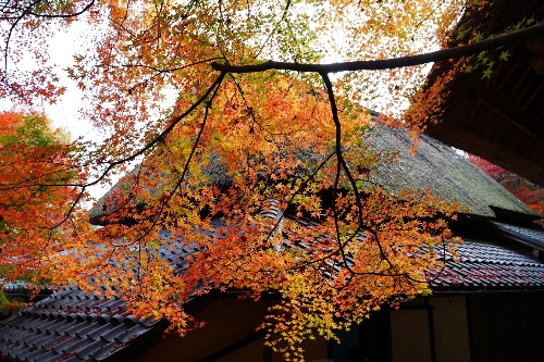 教 林 坊