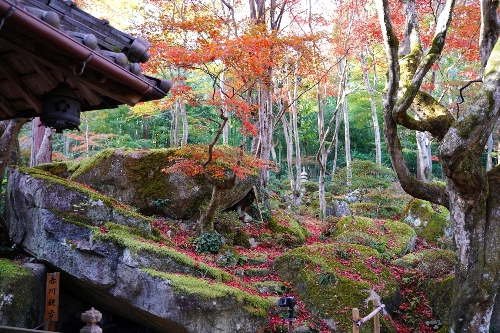 教 林 坊