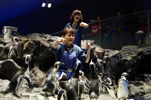 ペンギンに餌をやる飼育員さんたち