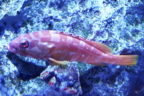 目の大きな赤色の魚