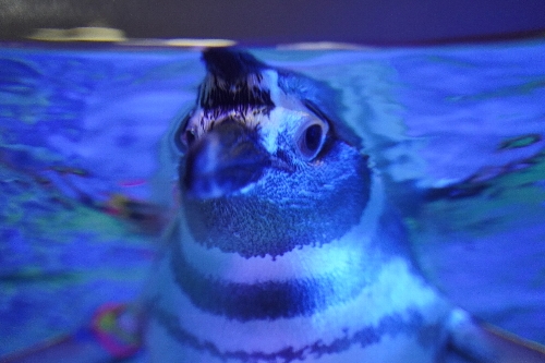 人懐こいペンギン