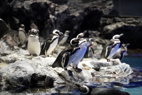 突き出した陸地にいるペンギン