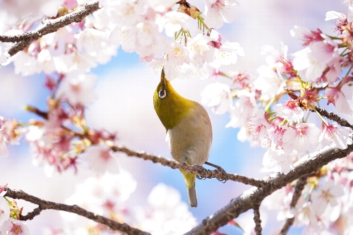 上野公園のメジロ