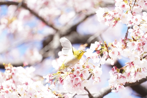 上野公園のメジロ
