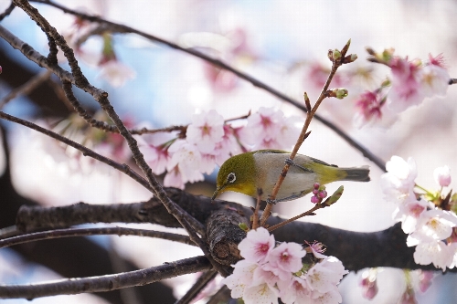 上野公園のメジロ