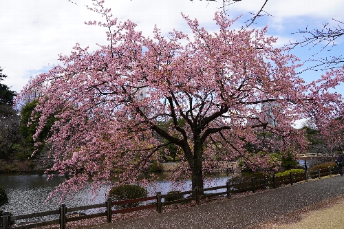 新宿御苑の寒桜