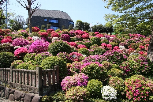 見物人のいない根津神社「つつじ園」